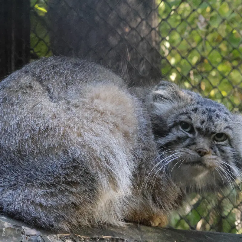 ノヴォシビルスク動物園のジョージの写真