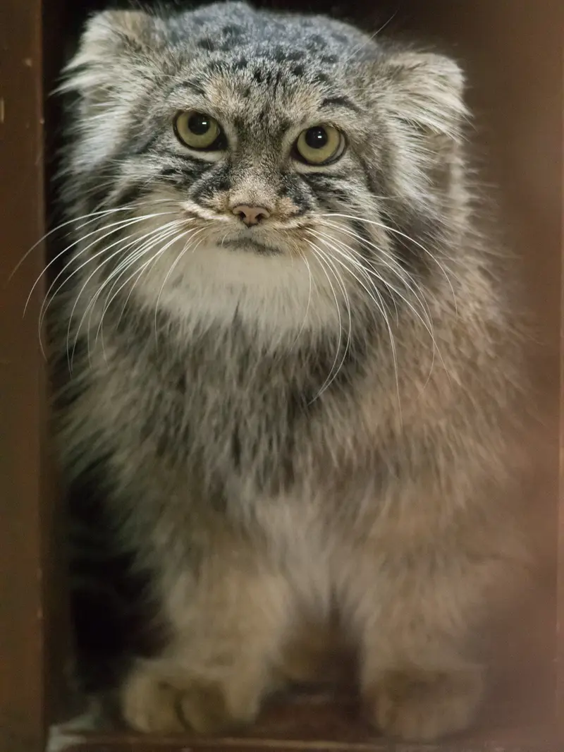 恩賜上野動物園のサフランの写真