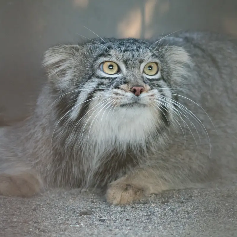 野毛山動物園のフィーガの写真