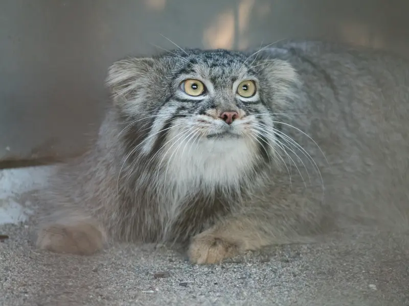 野毛山動物園のフィーガの写真
