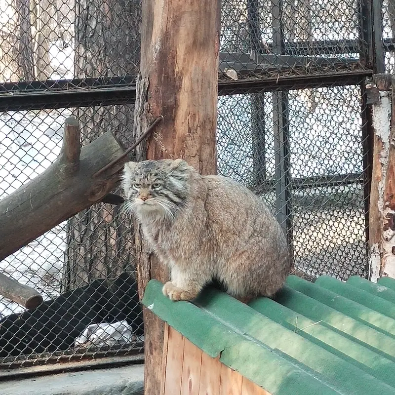 ノヴォシビルスク動物園のジョージの写真