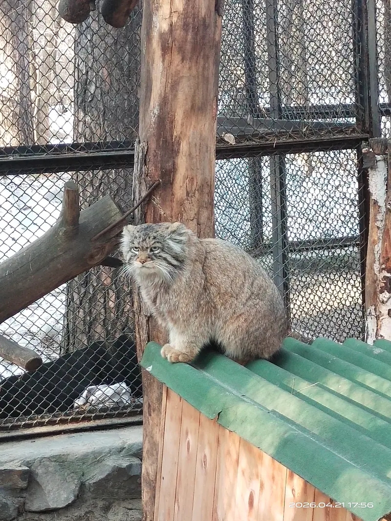 ノヴォシビルスク動物園のジョージの写真