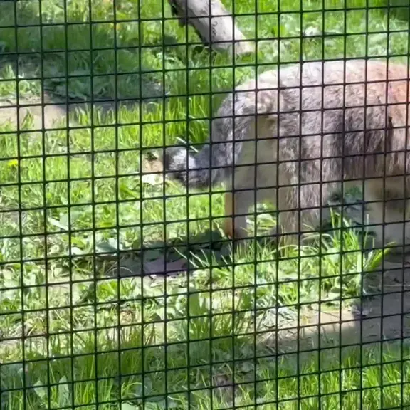 ビンガムトン動物園（ロス・パーク）のマヌルネコの写真