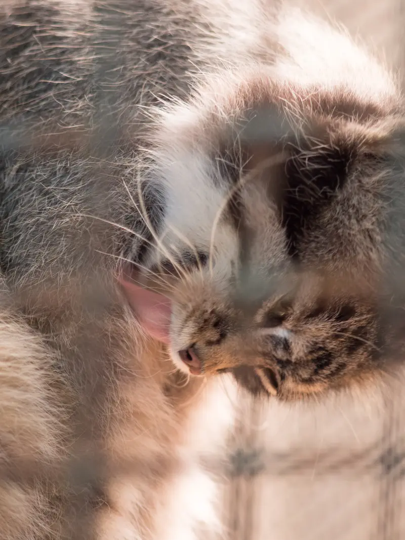 神戸市立王子動物園のイーリスの写真