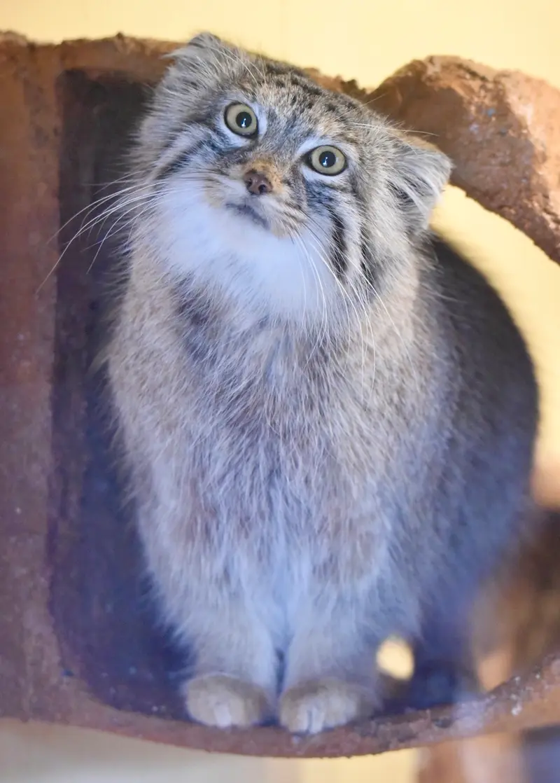 埼玉県こども動物自然公園のオリーヴァの写真