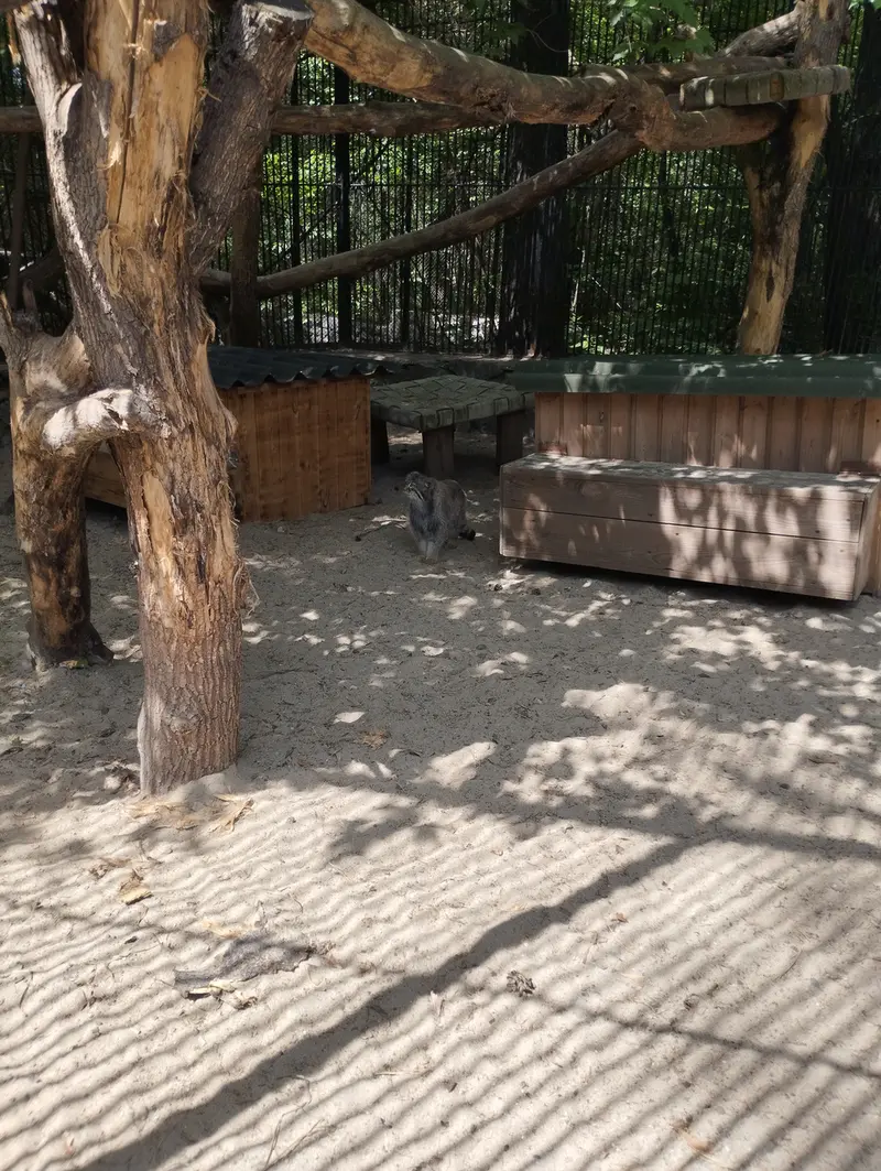 ノヴォシビルスク動物園のマヌルネコの写真