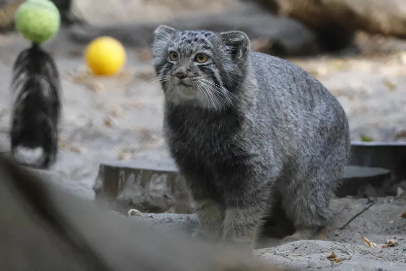ノヴォシビルスク動物園のマヌルネコの写真