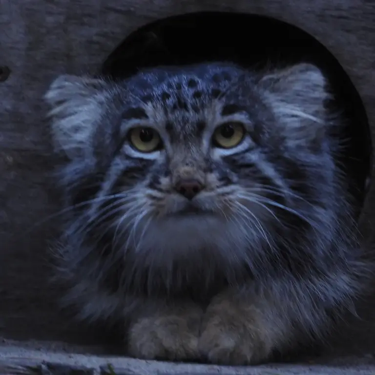 ノヴォシビルスク動物園のメンスの写真