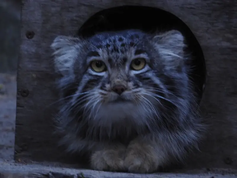 ノヴォシビルスク動物園のメンスの写真