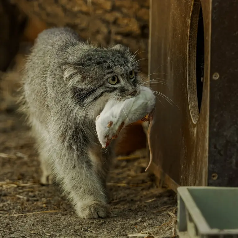 ブルノ動物園のアリウナーの写真