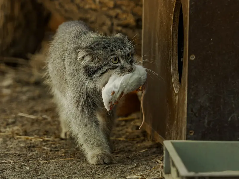 ブルノ動物園のアリウナーの写真