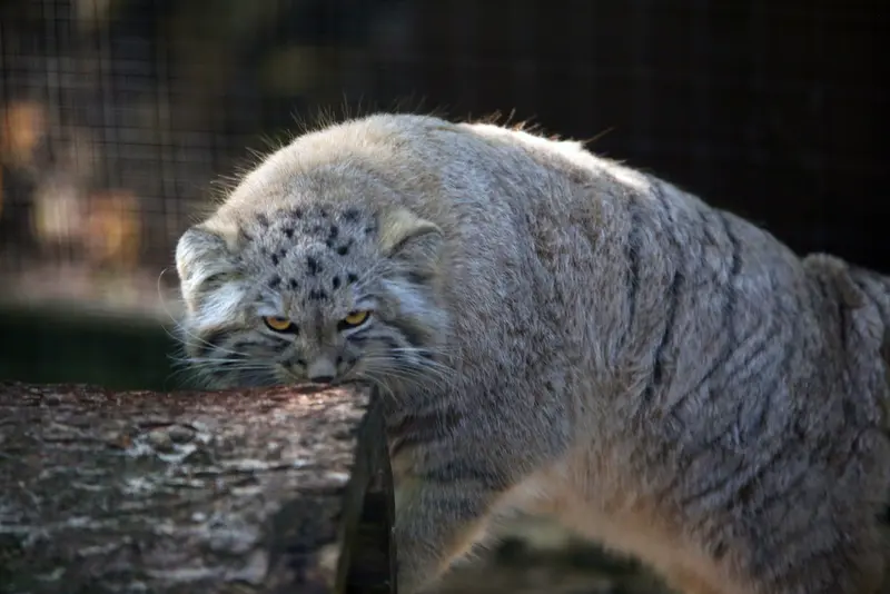 コシツェ動物園のアラニの子（2026年生まれ）Ⅱの写真