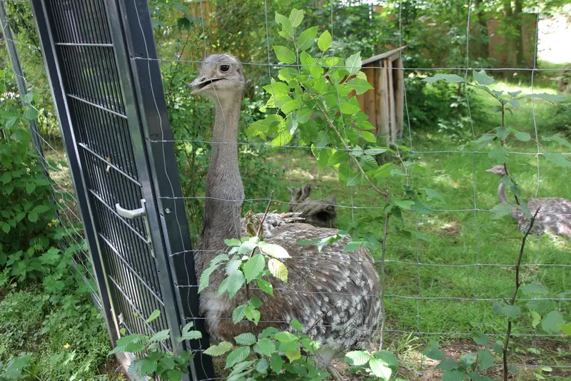 ノイヴィート動物園のマヌルネコの写真
