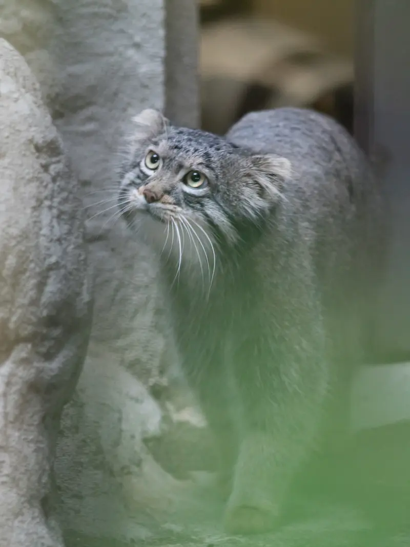 野毛山動物園のフィーガの写真