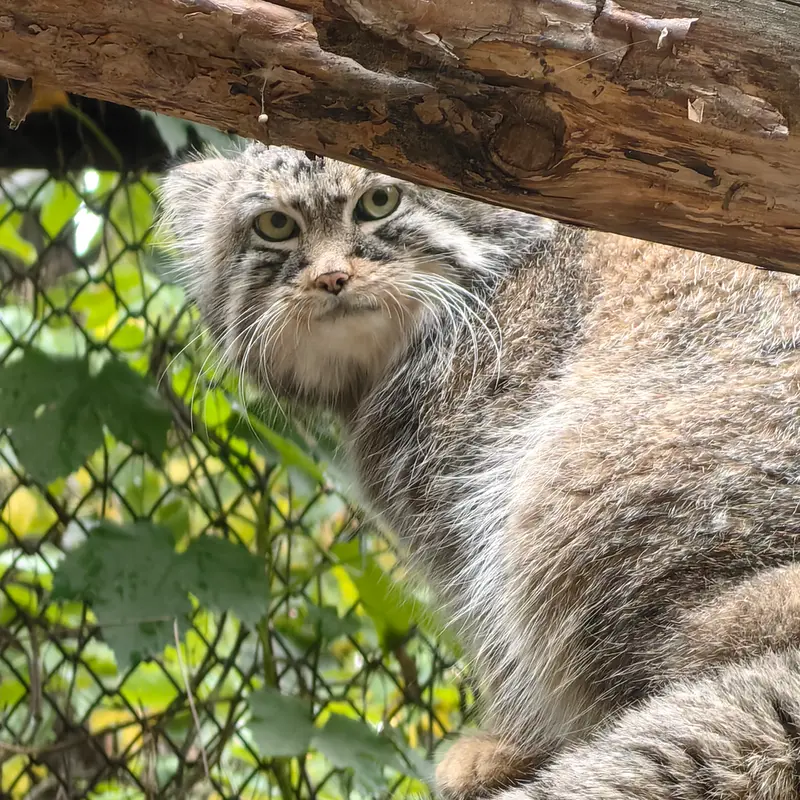 ノヴォシビルスク動物園のルフの写真