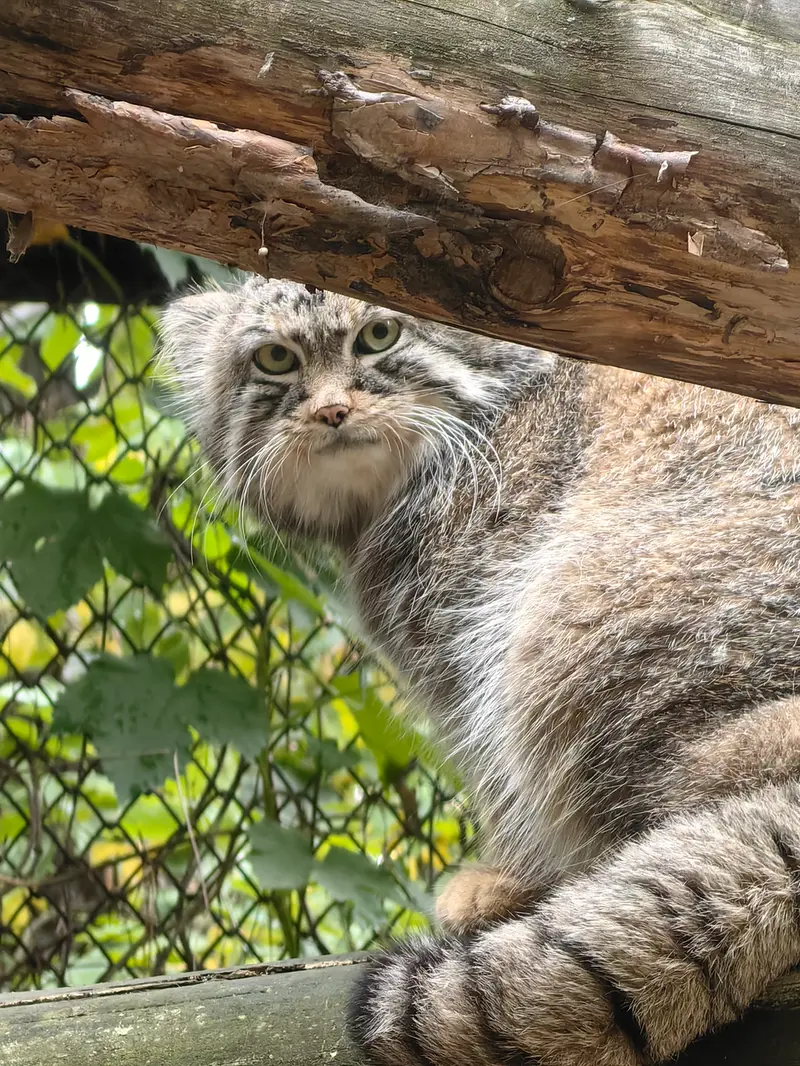 ノヴォシビルスク動物園のルフの写真