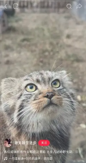 マヌルネコの写真