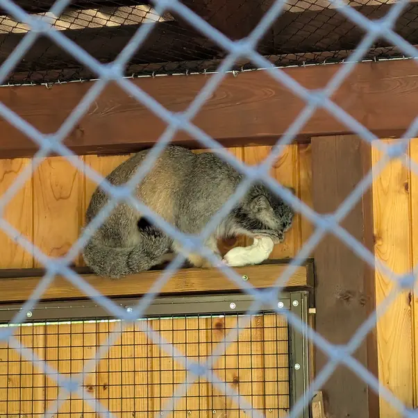 イフラヴァ動物園のマカルーの写真