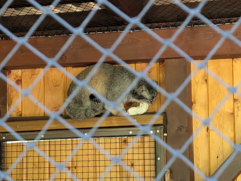 イフラヴァ動物園のマカルーの写真