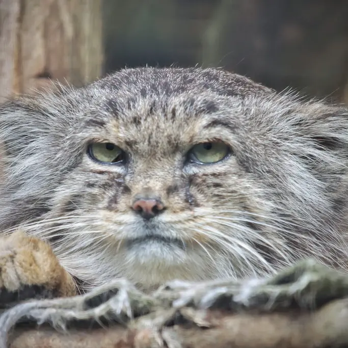 リール動物園のヴォラースの写真