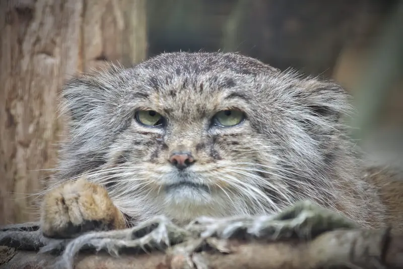 リール動物園のヴォラースの写真