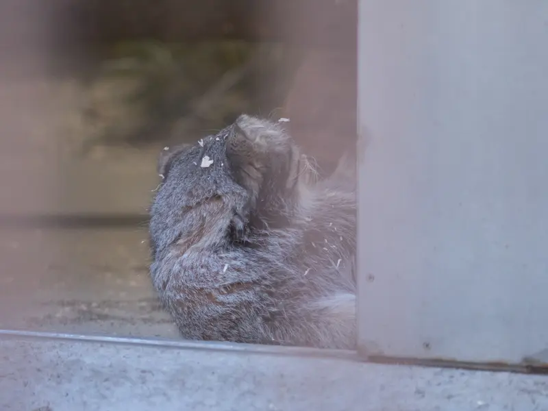 野毛山動物園のフィーガの写真