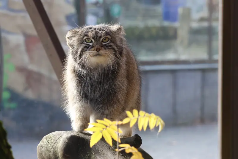 マヌルネコの写真