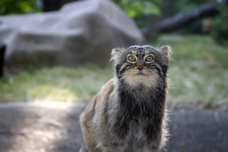 モスクワ動物園のティモフェイの写真