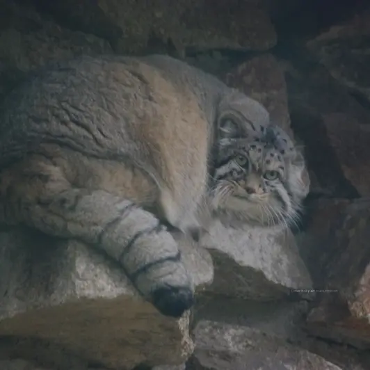 ゲルリッツ動物園のノルブの写真