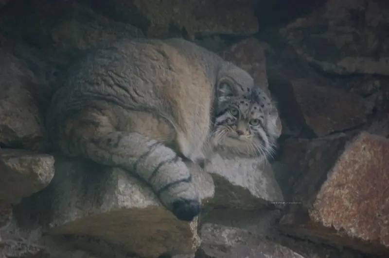 ゲルリッツ動物園のノルブの写真