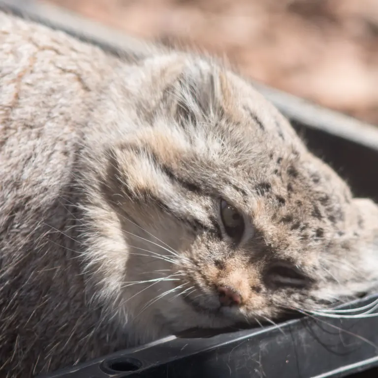 埼玉県こども動物自然公園のロータスの写真
