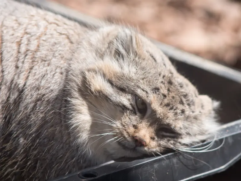 埼玉県こども動物自然公園のロータスの写真