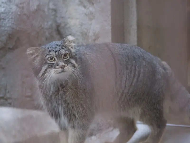 野毛山動物園のフィーガの写真