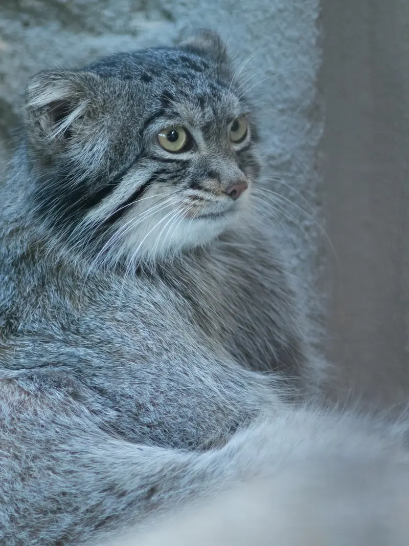野毛山動物園のフィーガの写真