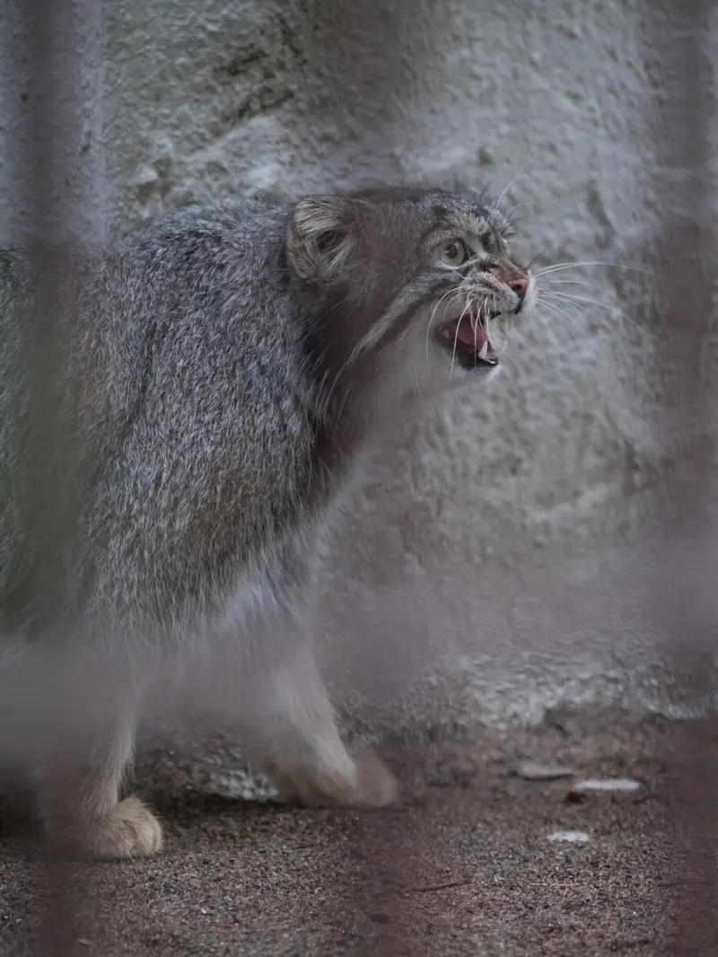 野毛山動物園のフィーガの写真