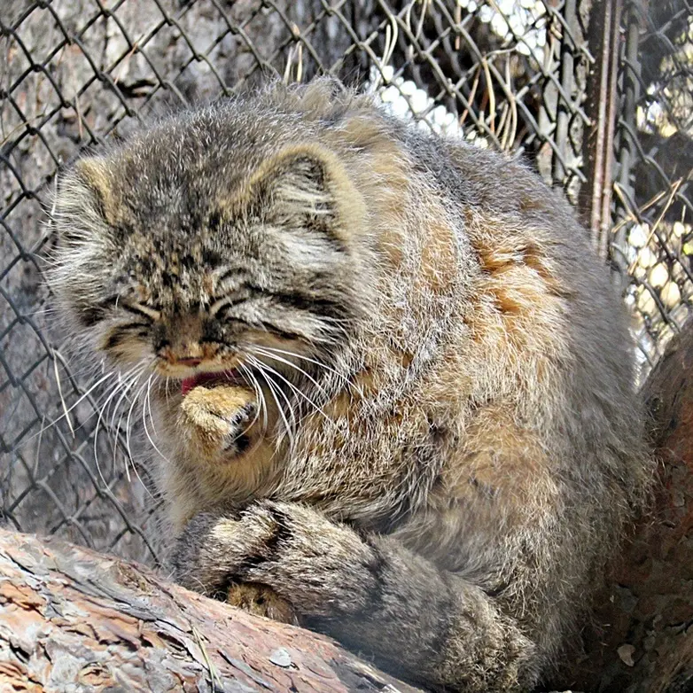 ノヴォシビルスク動物園のゼレノゴルスクの写真