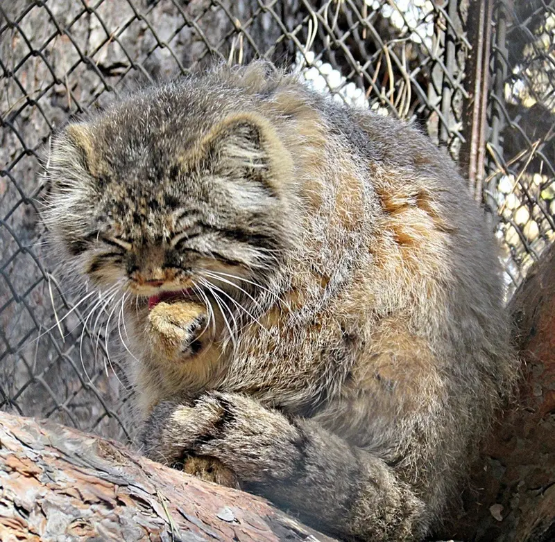 ノヴォシビルスク動物園のゼレノゴルスクの写真