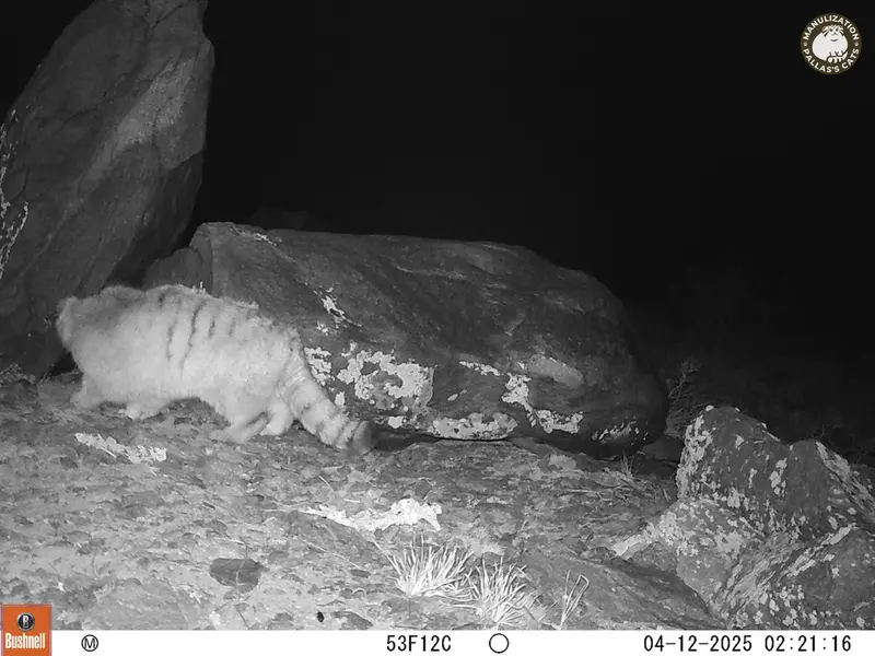 コシュカルカメラトラップで撮影したOtocolobus manul manulの写真