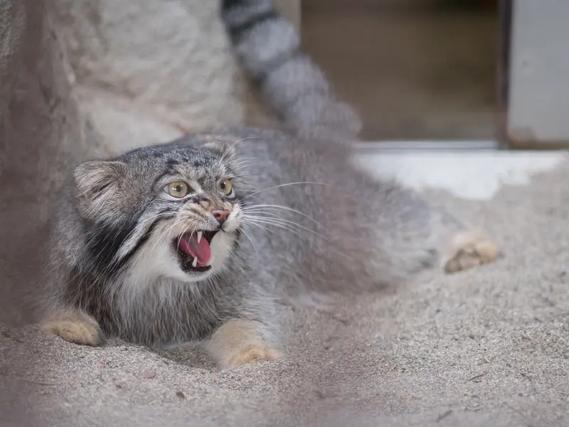 野毛山動物園のフィーガの写真