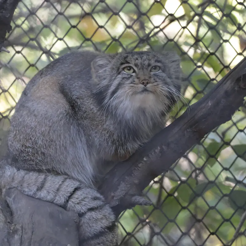 ノヴォシビルスク動物園のグレイの写真