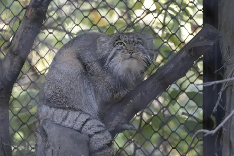 ノヴォシビルスク動物園のグレイの写真