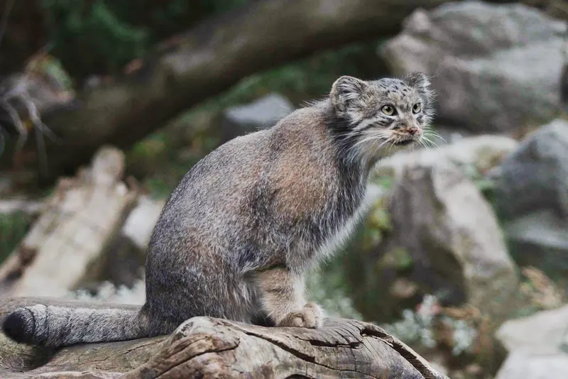 ヴロツワフ動物園のザリナの写真