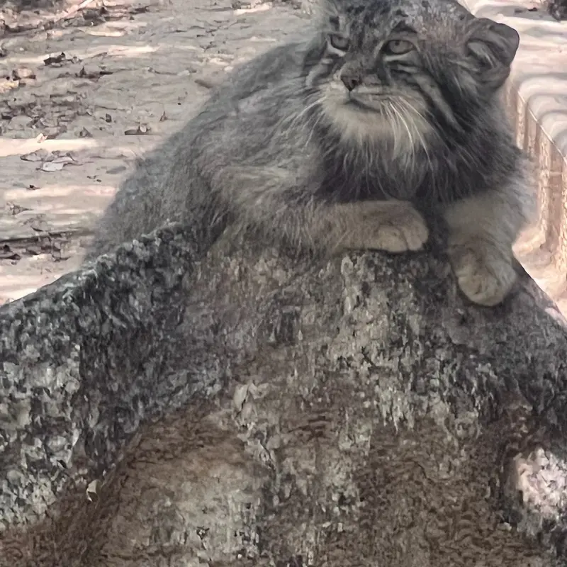 プエブロ動物園のタイ・チーの写真