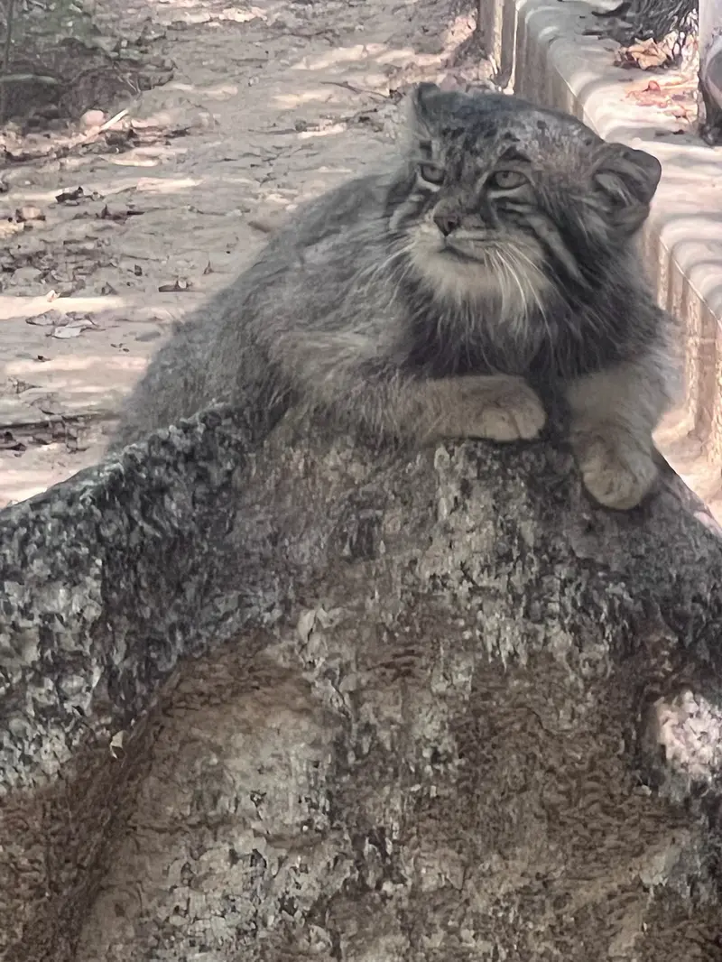 プエブロ動物園のタイ・チーの写真