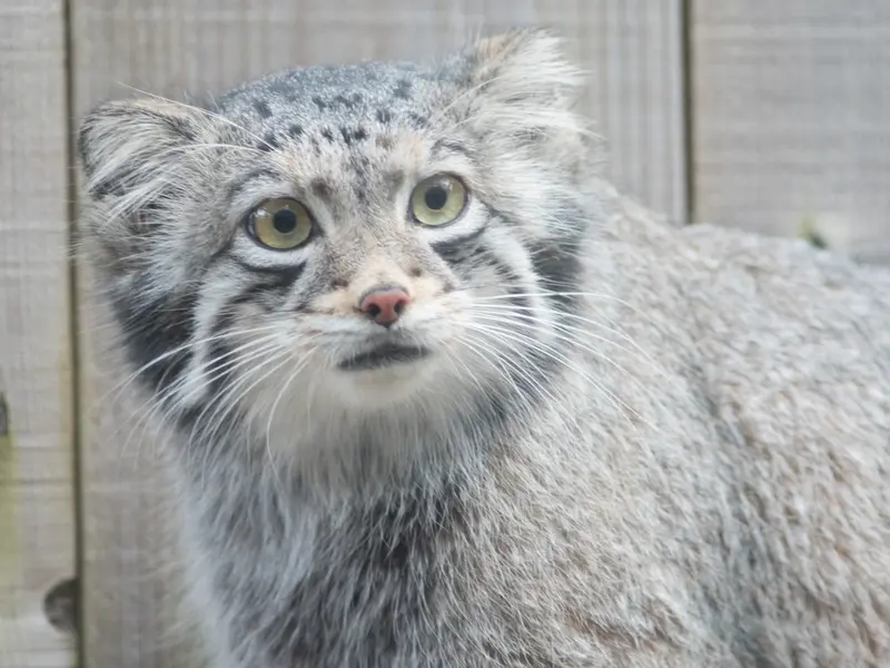 埼玉県こども動物自然公園のオトの写真