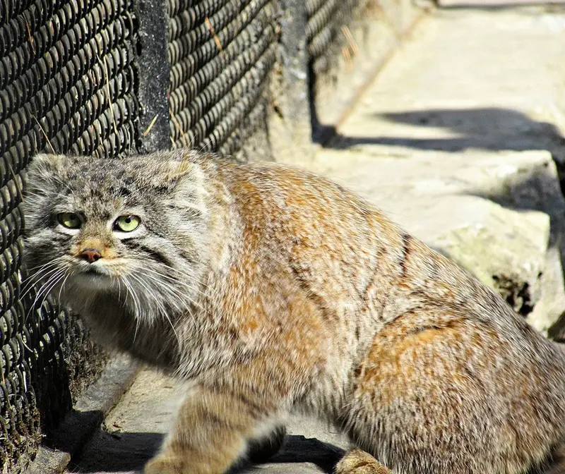 ノヴォシビルスク動物園のマヌルネコの写真