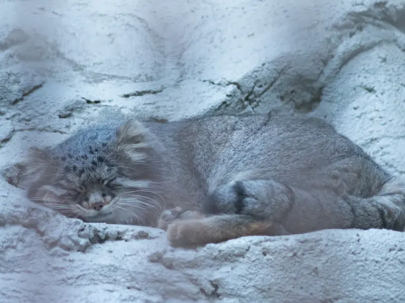 野毛山動物園のフィーガの写真