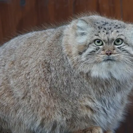 リトアニア動物園のマヌルネコの写真
