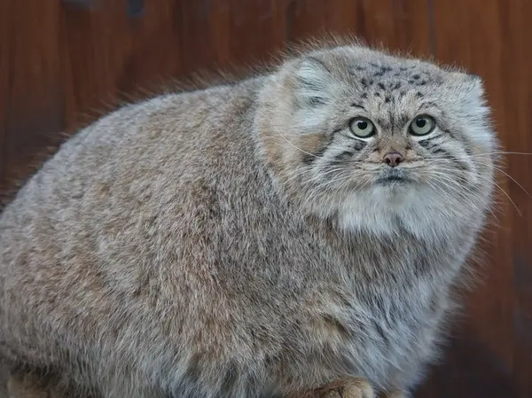 リトアニア動物園のマヌルネコの写真