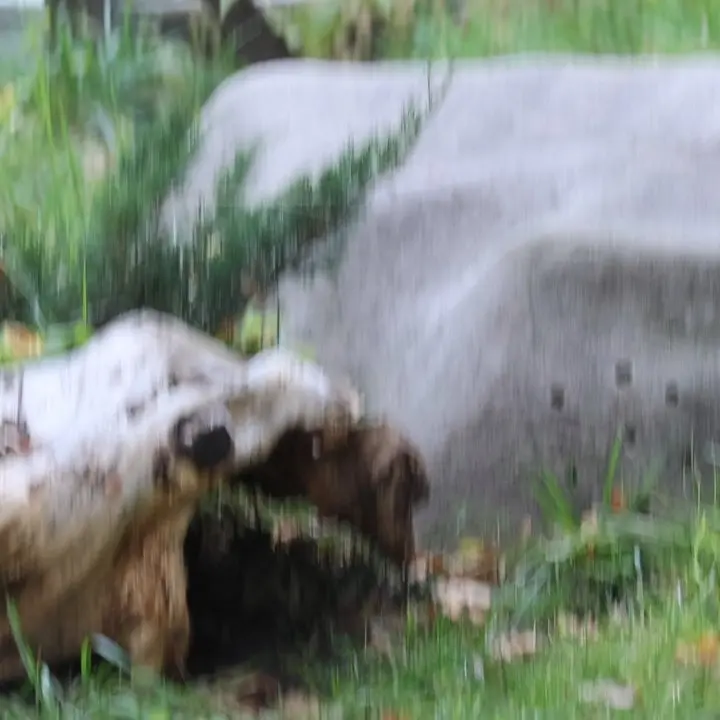 モスクワ動物園のティモフェイの写真